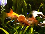 Feeding my tropical fish (Sera O-Nip tablet)