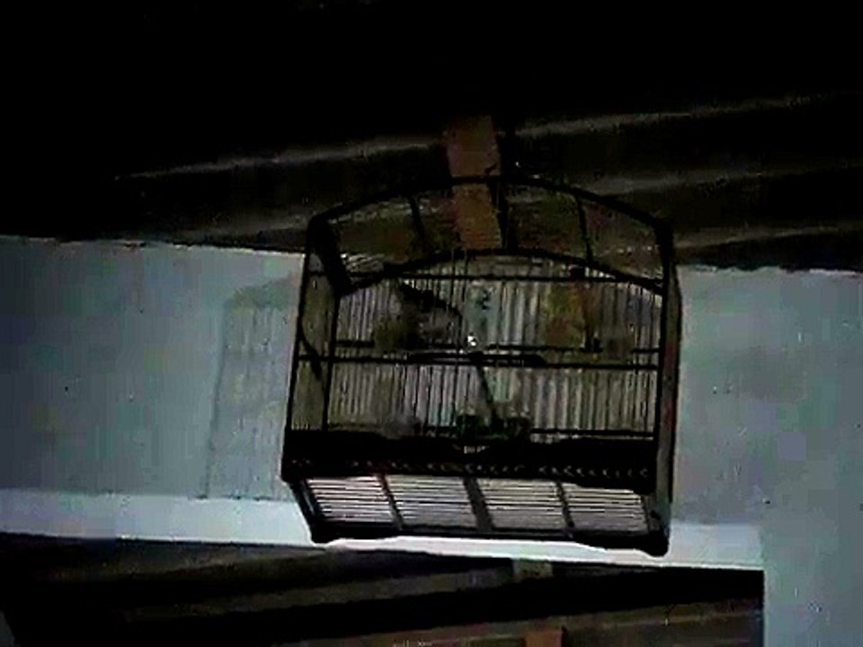 coleiro de baderna muito rápido esta a venda