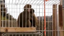 ニホンザルの子供「カンパチ＆ホタテ」Japanese monkey baby