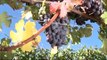 Grandi vini della regione Piemonte. Dal Barolo al Pelaverga, al.......