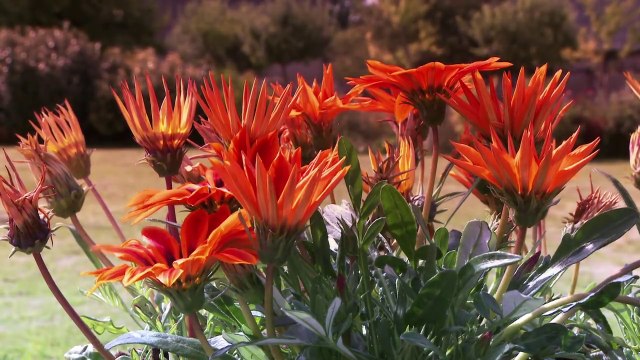 Et pendant ce temps là; aux serres municipales de Fécamp