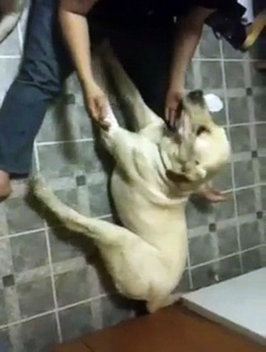 Apollo "seizure" July 20, 2010, Dog with Paroxysmal Dyskinesias