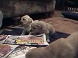 golden retriever pups (two weeks later)