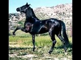 Cavalos Negros