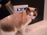 【猫のもじお君（ラグドール）】　お風呂② シャワー　【MOJIO（cat ragdoll）shower】