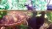 Yellow Bellied Slider Turtles Eating Spinach And Carrots