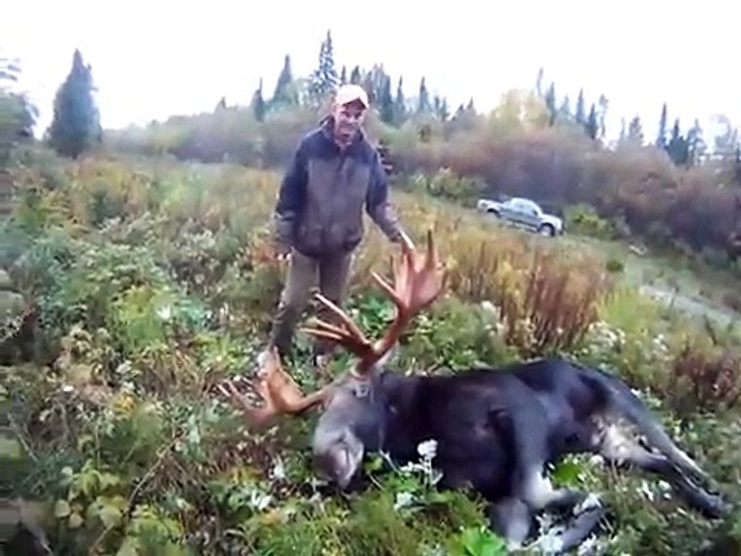 Northern Maine Moose Hunt 2013