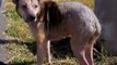 Australian Cattle Dog Rescue - AuCaDo 2008