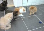 Playful Persian Kittens Love New Toy