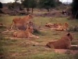 Bull elephant vs Lion Pride, Come see what a bull elephant is, lions are owned and destroyed