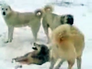 Kurt ve çoban köpeklerinin mücadelesi