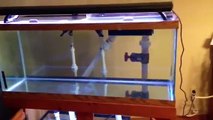 75 Gallon Reef Tank With Herbie Overflow - Sump Test