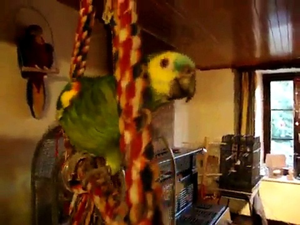 perroquet amazone à front bleu