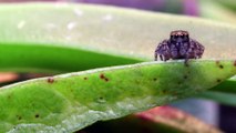 L'araignée la plus mignonne du monde essaie de draguer une femelle (Maratus personatus)