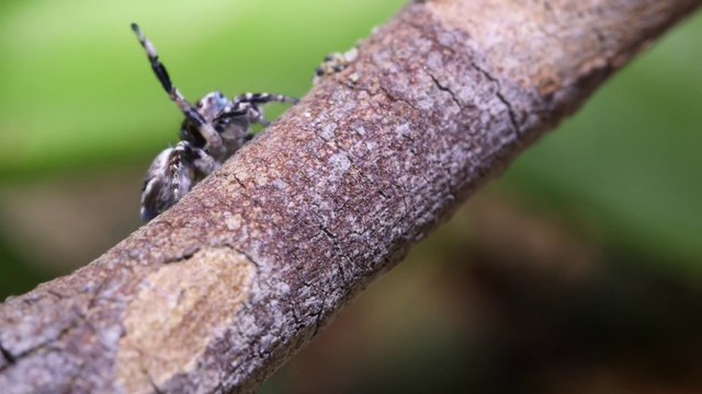 World's cutest spider trying very hard to impress a girl spider