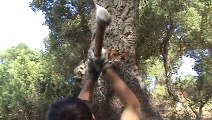 Comment les bûcherons italien retire le liège des arbres
