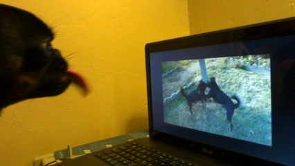 petit brabançon de la Villa Romaine Guizéh