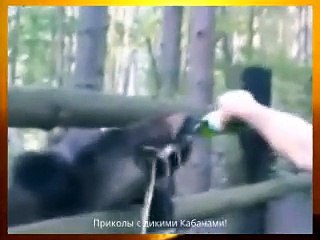 Опасное развлечение с дикими кабанами