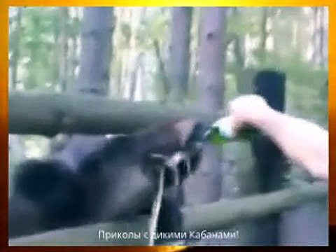 Опасное развлечение с дикими кабанами