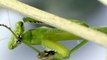 Praying Mantis grooming (female False Garden Mantid)