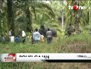 Tiga Gajah Ini Ditugaskan Menjadi Polisi