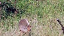 Ces petits faits sur les dik-diks feront que vous les adorerez