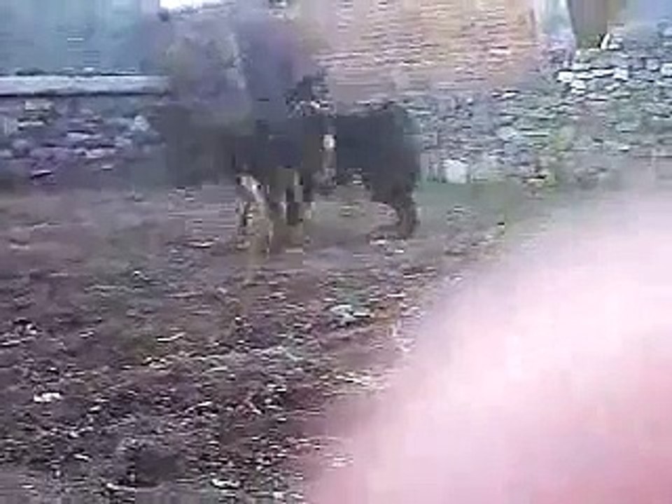 藏獒战狼犬2