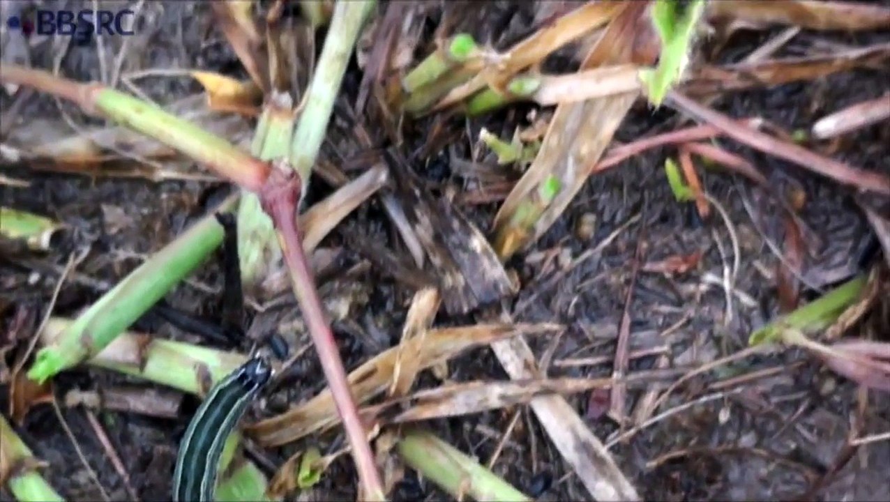 War report: fighting armyworms