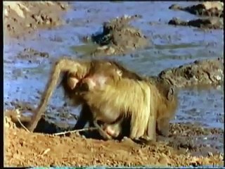 Baboon Vs Crocodile in fight Kenya safari from Travel Kenya Travel