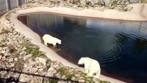 Mother and Baby Polarbears at feeding time @ Ranua Wildlife Park Zoo Finland