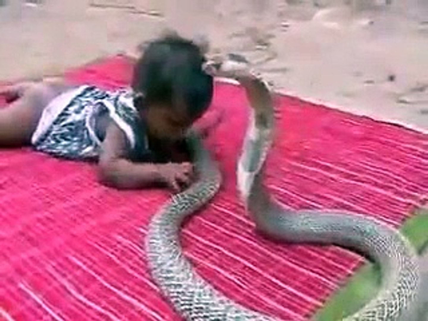 Змеи видео для детей