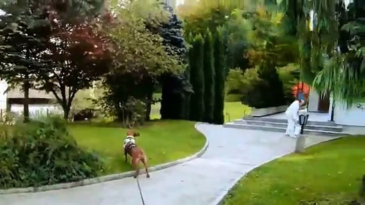 Mantrailing Prüfung Level 5
