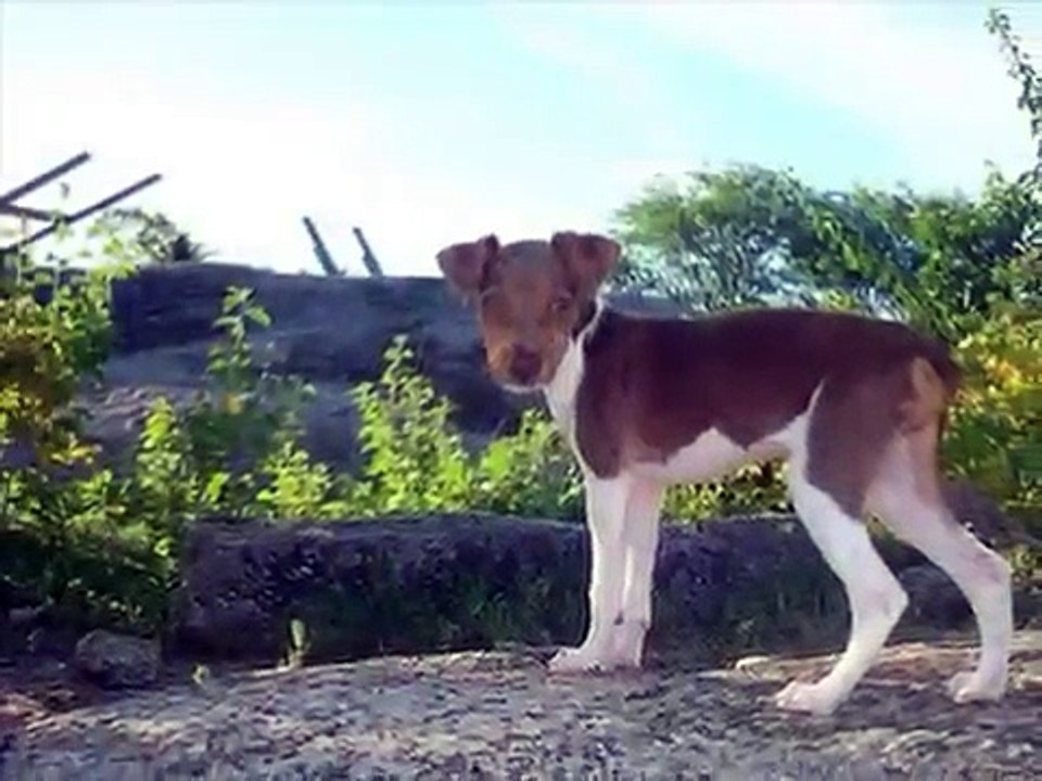 O nosso Terrier Brasileiro. Fox Paulistinha. Brazilian Terrier.