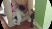 Funny Videos - Funny Cat Funny Dog - Funny Cats Videos - Funny Dogs Videos - Funny Cats and Dogs
