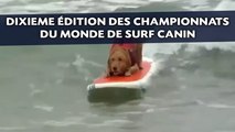 Cinquante chiens réunis aux championnats du monde de surf canin