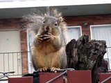 Squirrel Eating Walnut