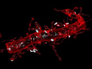 Les axones connectés à une dendrite