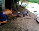 cazador de cocodrilos 2 ( dandole de comer ala mascota) 