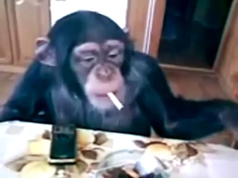 lustige tiere, fun, affen, nicht lachen