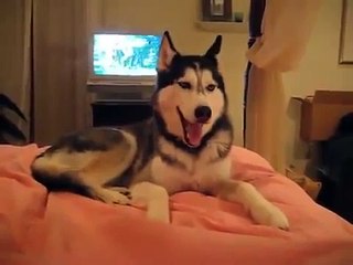 Famoso Perro Siberiano que Habla! Dice YO TE AMO en Ingles!!!