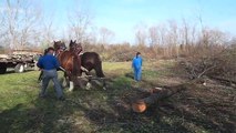 Cavallo agricolo italiano da tiro pesante rapido (3)