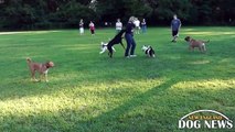 RI Dog Park: Barrington Dog Park- Barrington, Rhode Island