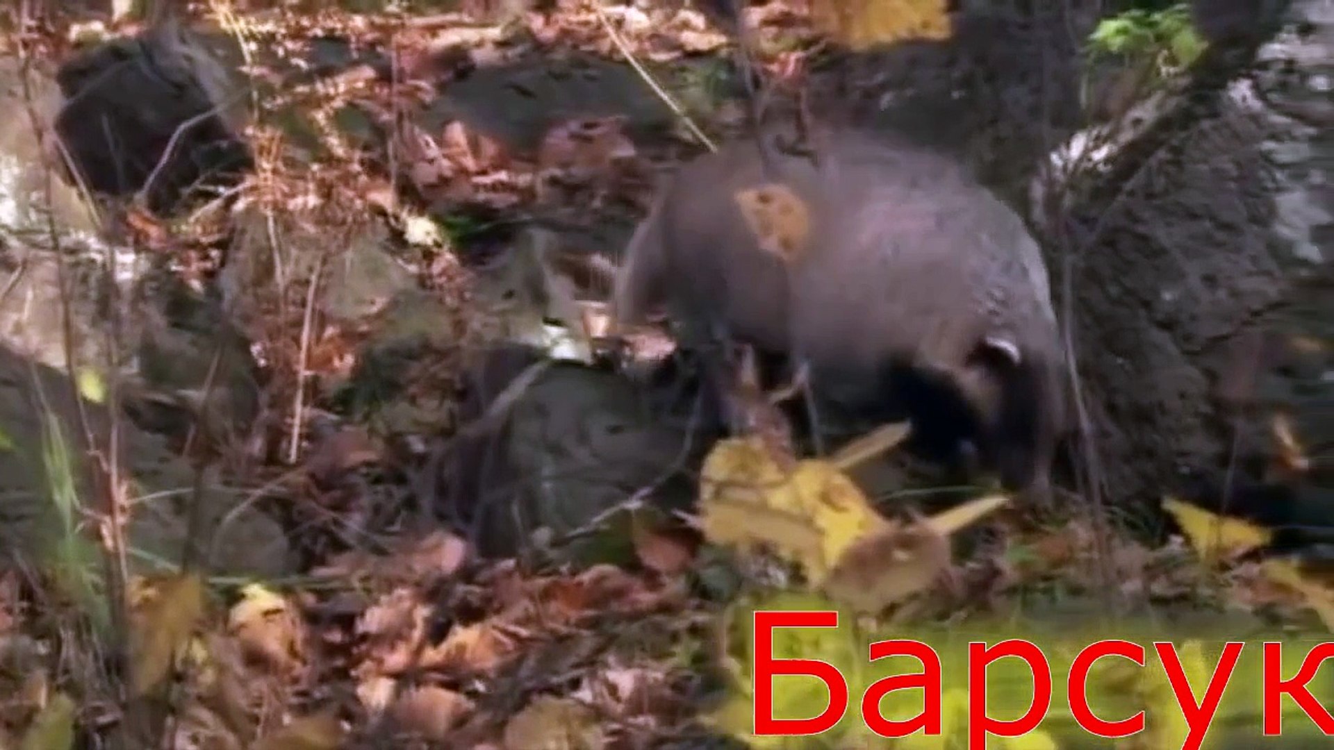 ⁣Развивающее видео для детей. Дикие животные и птицы России, Видео про животных