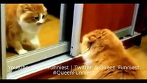 BEST ANGRY CATS COMPILATION - Best Funny Animals Videos Compilation November 2014