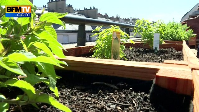 Des chefs cuisiniers adeptes des jardins sur les toits à Paris