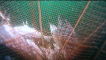 David Ainsley shows us the waste impacts of salmon farms