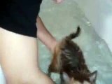 Cute Shiba Inu Puppy - first bath - 9 Weeks Tobias