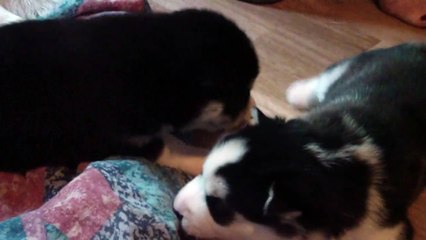 Siberian Husky Puppy Resembles Panda