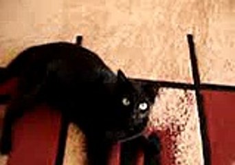 black cat attack camera