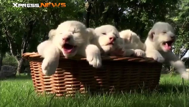 Quatre magnifiques lionceaux blancs font leurs premiers pas